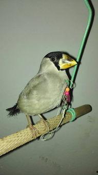 母铜嘴鸟的叫声视频,自然界的和谐旋律