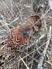 套竹鸡视频,揭秘传统狩猎技艺的传承与魅力