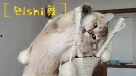 关于猫的舞蹈视频,猫咪舞蹈视频魅力解析