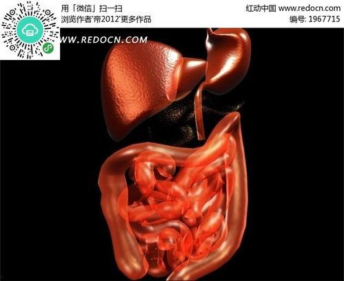 肠儒动视频,揭秘肠道蠕动奥秘