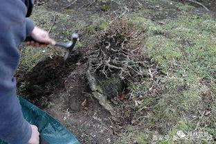 挖下山桩视频,震撼视频带你领略工程奇迹