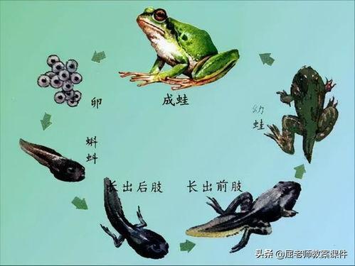 青蛙的视频,水中跳跃的绿色精灵