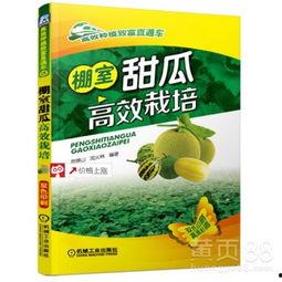 甜瓜种植视频,从播种到收获的实用教程