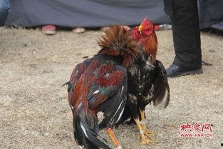 斗鸡王大赛视频,激战正酣，谁将问鼎巅峰？