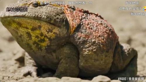最大蟾蜍视频